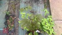 SCHIZOPHRAGRAM HYDRANGEA 'ROSEUM' TREE - 5