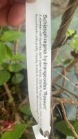 SCHIZOPHRAGRAM HYDRANGEA 'ROSEUM' TREE - 6