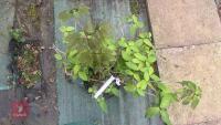 SCHIZOPHRAGRAM HYDRANGEA 'ROSEUM' TREE - 7
