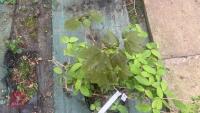 SCHIZOPHRAGRAM HYDRANGEA 'ROSEUM' TREE - 8
