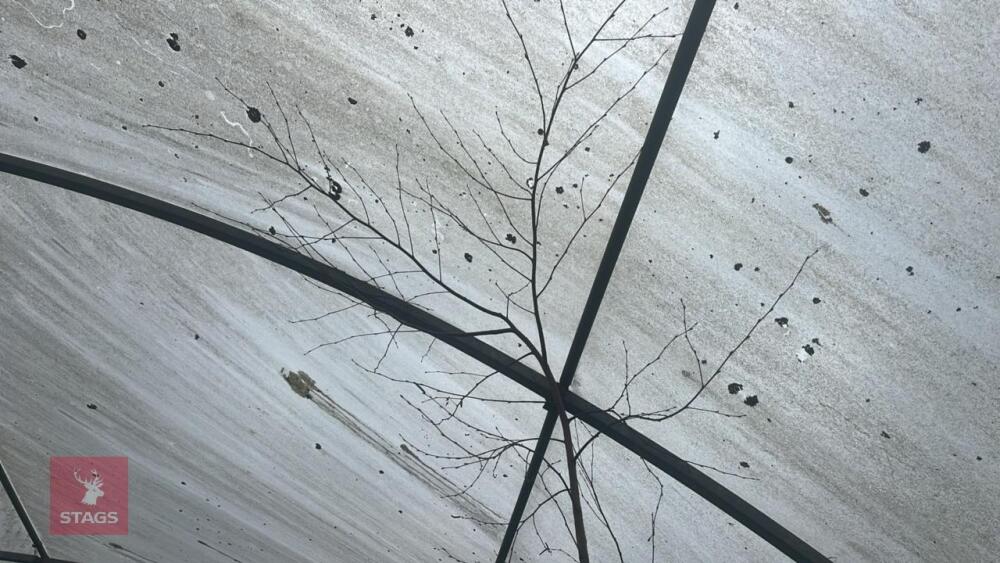 BETULA ROYAL FROST TREE