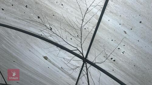 BETULA ROYAL FROST TREE
