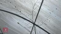 BETULA ROYAL FROST TREE