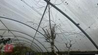BETULA ROYAL FROST TREE - 2