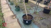BETULA ROYAL FROST TREE - 3