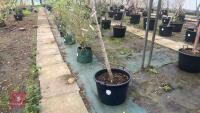 BETULA ROYAL FROST TREE - 4
