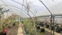 BETULA ROYAL FROST TREE - 5
