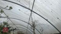 BETULA ROYAL FROST TREE - 6