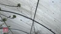 BETULA ROYAL FROST TREE - 7