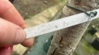 BETULA ROYAL FROST TREE - 8