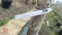 BETULA ROYAL FROST TREE - 9