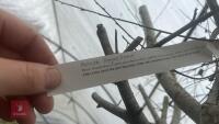 BETULA ROYAL FROST TREE - 10