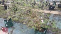 SYRINGA DWARF 'UNKNOWN' TREE - 2