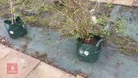 SYRINGA DWARF 'UNKNOWN' TREE - 3