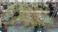 SYRINGA DWARF 'UNKNOWN' TREE - 5