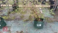 SYRINGA DWARF 'UNKNOWN' TREE - 6