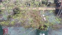 SYRINGA DWARF 'UNKNOWN' TREE - 7
