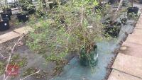 SYRINGA DWARF 'UNKNOWN' TREE - 10
