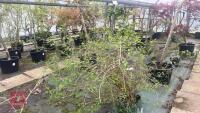 SYRINGA DWARF 'UNKNOWN' TREE - 11