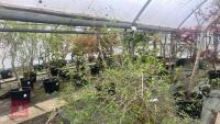 SYRINGA DWARF 'UNKNOWN' TREE - 12