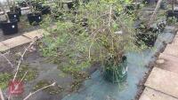 SYRINGA DWARF 'UNKNOWN' TREE - 13