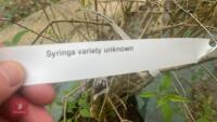 SYRINGA DWARF 'UNKNOWN' TREE - 14