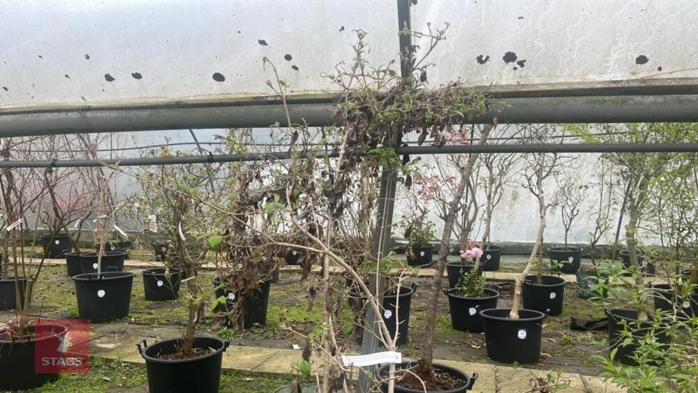 1 VIBURNUM PICATUM 'SUMMER SNOWFLAKE'