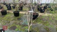 1 VIBURNUM PICATUM 'SUMMER SNOWFLAKE' - 2