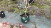 1 VIBURNUM PICATUM 'SUMMER SNOWFLAKE' - 3