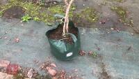 1 VIBURNUM PICATUM 'SUMMER SNOWFLAKE' - 4