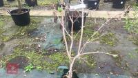1 VIBURNUM PICATUM 'SUMMER SNOWFLAKE' - 5