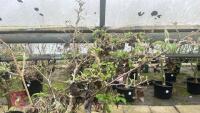 1 VIBURNUM PICATUM 'SUMMER SNOWFLAKE' - 9