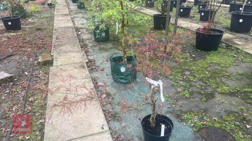 ACER PALMATUM ''RED PYGMY'' TREE