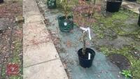 ACER PALMATUM ''RED PYGMY'' TREE - 2