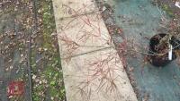 ACER PALMATUM ''RED PYGMY'' TREE - 3