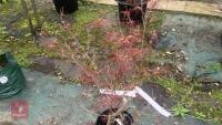 ACER PALMATUM ''RED PYGMY'' TREE - 4