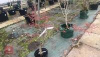 ACER PALMATUM ''RED PYGMY'' TREE - 5