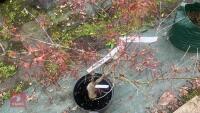 ACER PALMATUM ''RED PYGMY'' TREE - 6