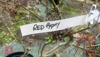 ACER PALMATUM ''RED PYGMY'' TREE - 7