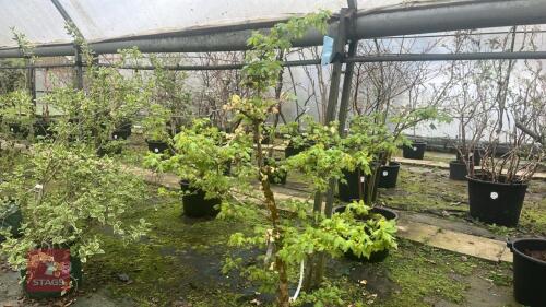 1 ACER CAMPSTRE TREE