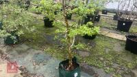 1 ACER CAMPSTRE TREE - 2