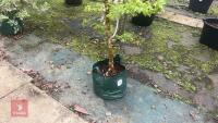 1 ACER CAMPSTRE TREE - 3