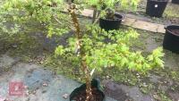 1 ACER CAMPSTRE TREE - 4