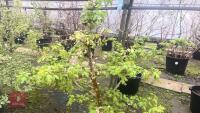 1 ACER CAMPSTRE TREE - 5