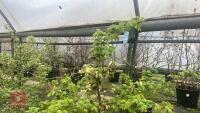 1 ACER CAMPSTRE TREE - 6