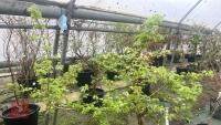 1 ACER CAMPSTRE TREE - 7