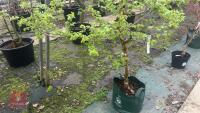 1 ACER CAMPSTRE TREE - 8