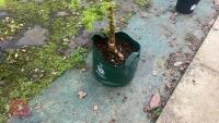 1 ACER CAMPSTRE TREE - 9