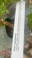 1 ACER CAMPSTRE TREE - 11