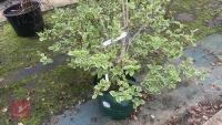 WEIGELA FLORIDA NANA VARIEGATA - 9